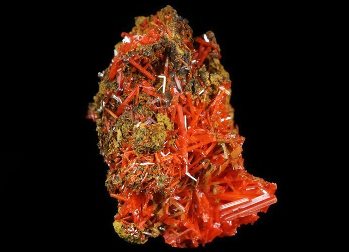 Bright Orange Crocoite Crystals - Tasmania #64358